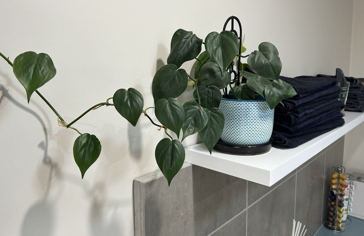 A trailing plant and fresh towels on the salon shelf